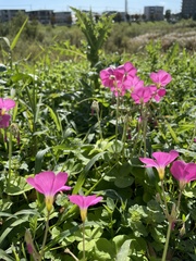 Oxalis bowiei