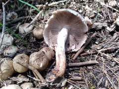 Agaricus albofoetidus