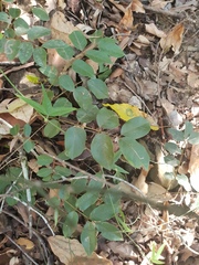 Derris involuta