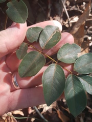 Derris involuta