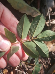 Derris involuta