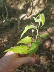 Abutilon oxycarpum