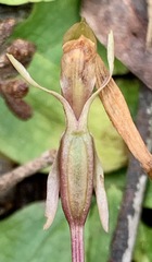 Chiloglottis trapeziformis