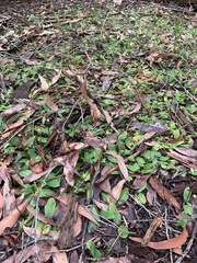 Chiloglottis trapeziformis
