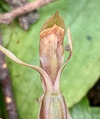 Chiloglottis trapeziformis