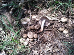 Agaricus albofoetidus