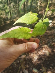 Abutilon oxycarpum