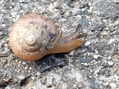 Acusta sieboldtiana