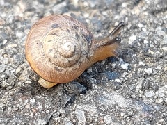 Acusta sieboldtiana