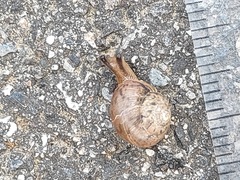 Acusta sieboldtiana