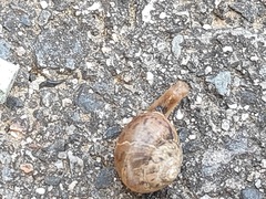 Acusta sieboldtiana