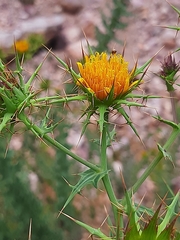 Berkheya cruciata
