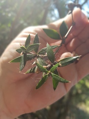 Alyxia ruscifolia