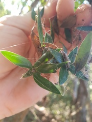 Alyxia ruscifolia