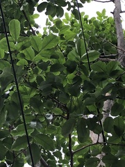 Pterocarpus violaceus