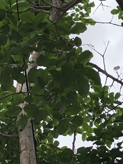 Pterocarpus violaceus