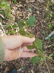 Alchornea ilicifolia