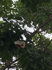 Pterocarpus violaceus