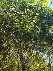 Auranticarpa rhombifolia