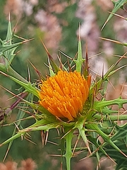 Berkheya cruciata