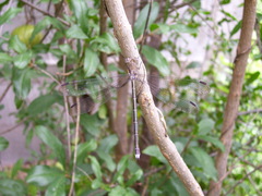 Archilestes