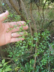 Everistia vacciniifolia