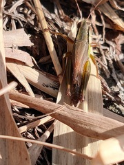 Oxya yezoensis