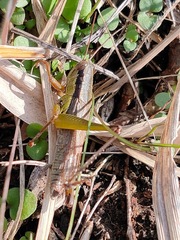 Oxya yezoensis