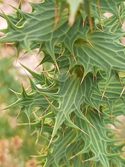 Berkheya cruciata