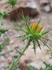 Berkheya cruciata