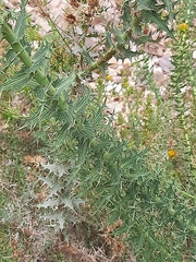 Berkheya cruciata