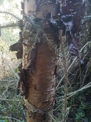 Araucaria cunninghamii