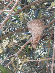 Rhipidura albiscapa