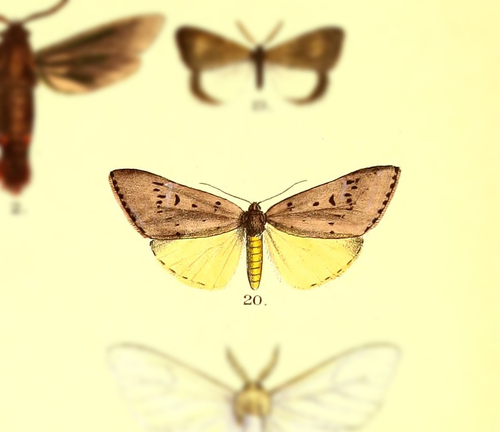 Adrepsa stilbioides