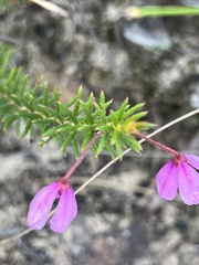 Tetratheca rubioides