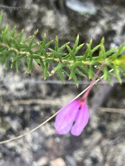 Tetratheca rubioides