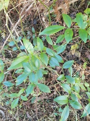 Pandorea jasminoides
