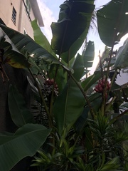 Musa velutina