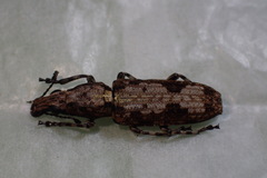 Ptychoderini