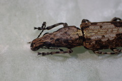 Ptychoderini
