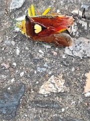 Sastragala esakii