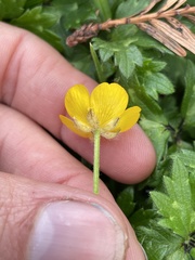 Ranunculus repens