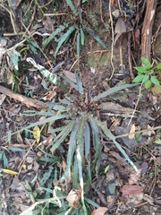 Asplenium attenuatum