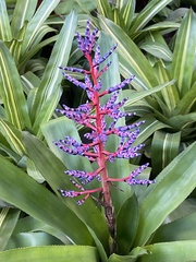 Aechmea dichlamydea