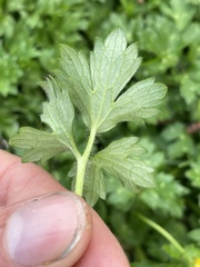 Ranunculus repens