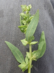 Atriplex gmelinii