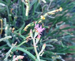 Mesembryanthemum junceum