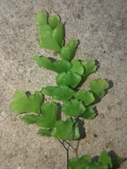 Adiantum