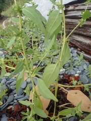 Atriplex gmelinii