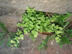 Adiantum
